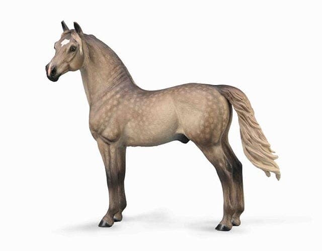 Morgan Stallion | Silver Grulla - Image 2