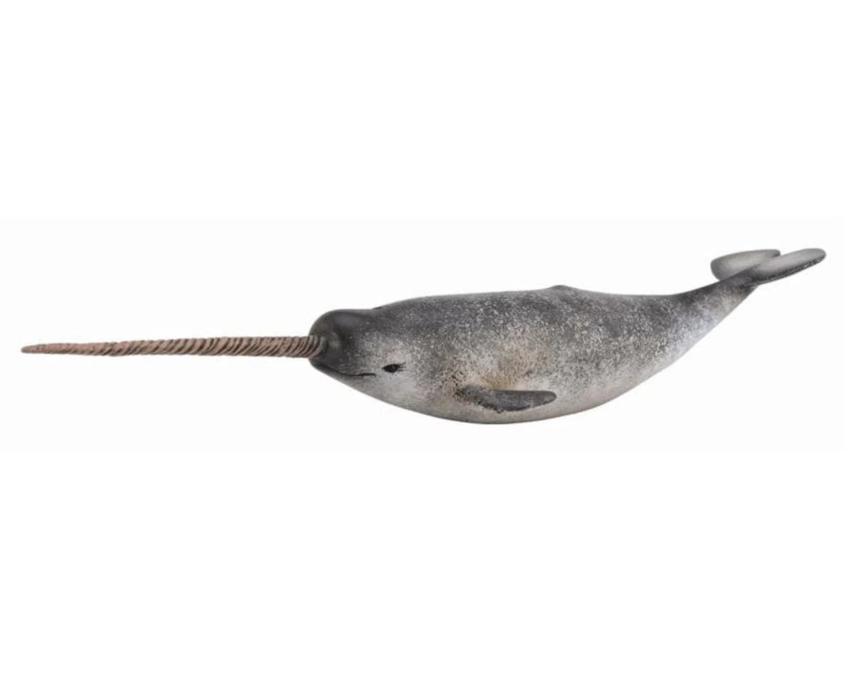 Narwhal