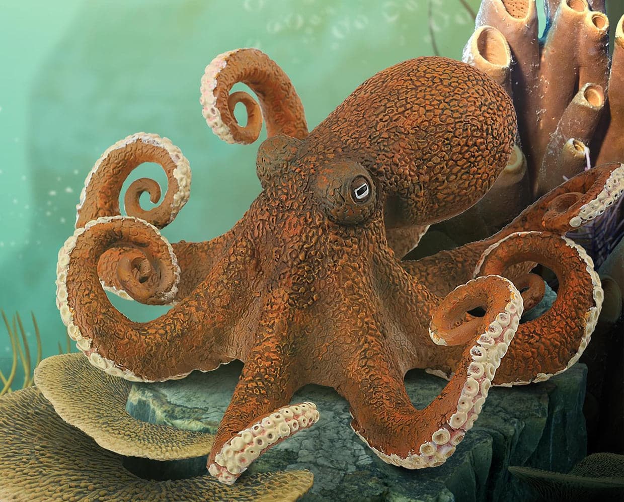 Octopus