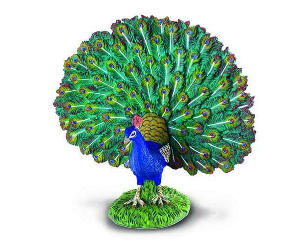 Peacock