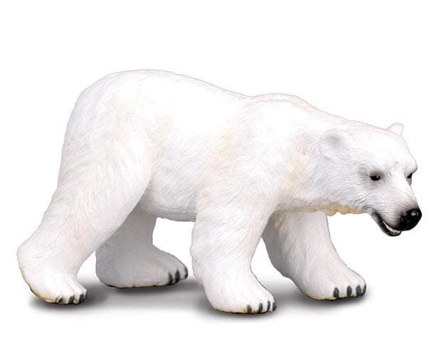 Polar Bear