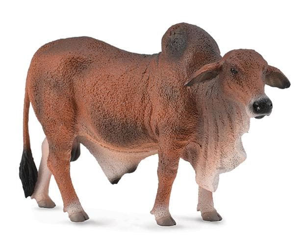 Red Brahman Bull