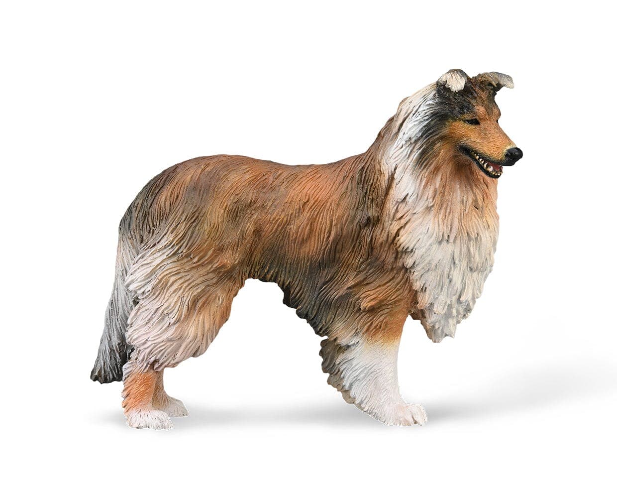 Rough Collie - Image 2