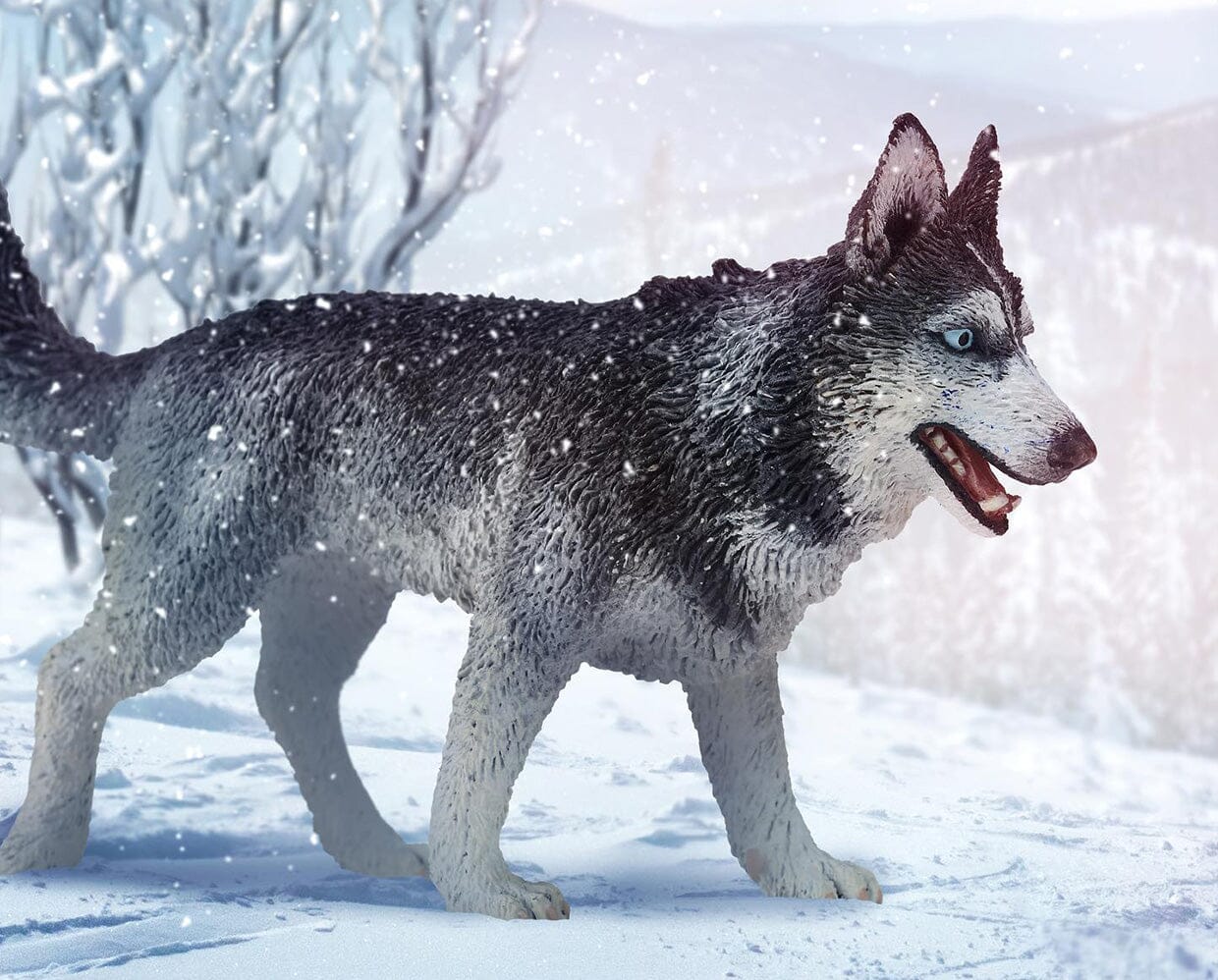 Siberian Husky