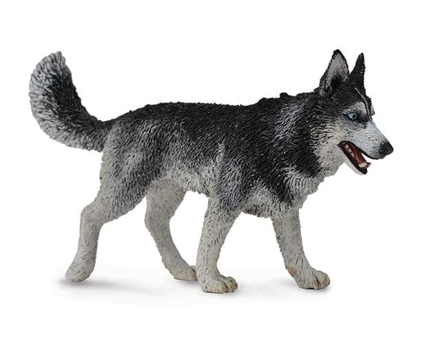 Siberian Husky - Image 2