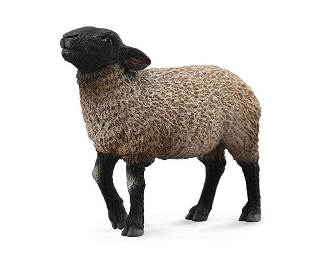 Suffolk Sheep - Image 2