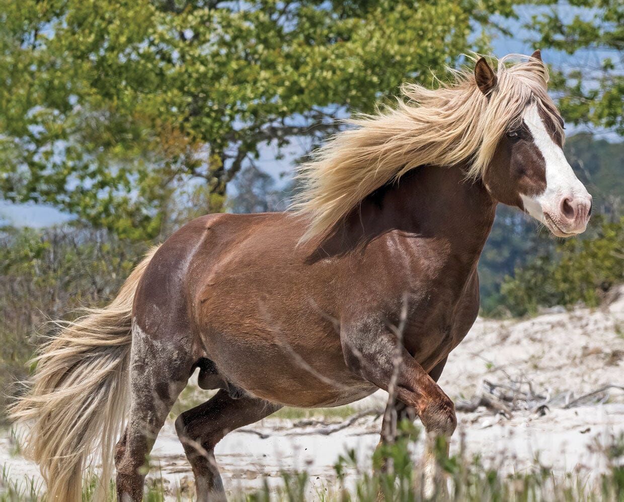 Surfer's Riptide | Chincoteague Pony - Image 2