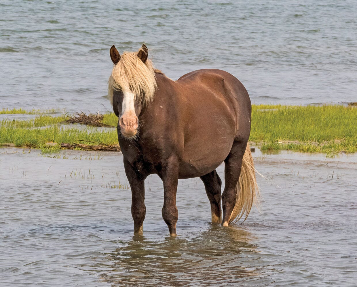 Surfer's Riptide | Chincoteague Pony - Image 3