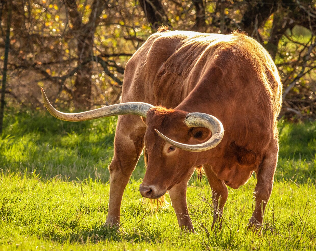 Texas Longhorn Bull | Breyer Animals - Image 4