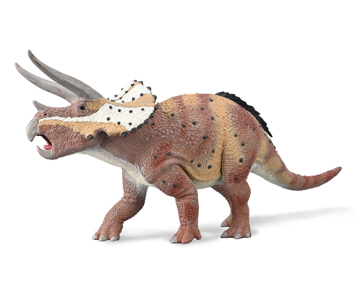 Triceratops Horridus with Movable Jaw - Image 2