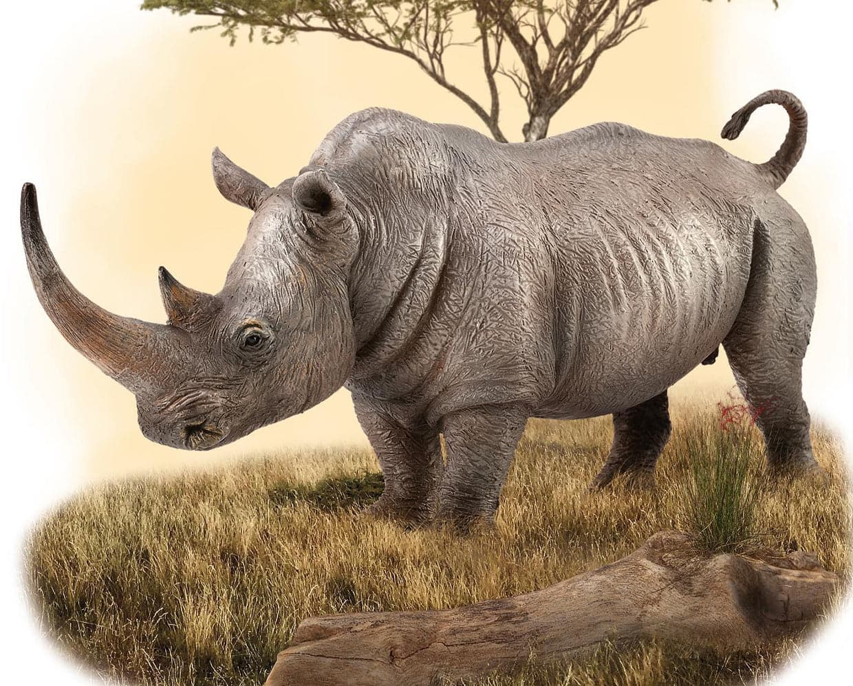White Rhinoceros