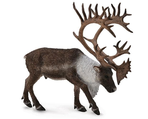 Woodland Caribou - Image 2